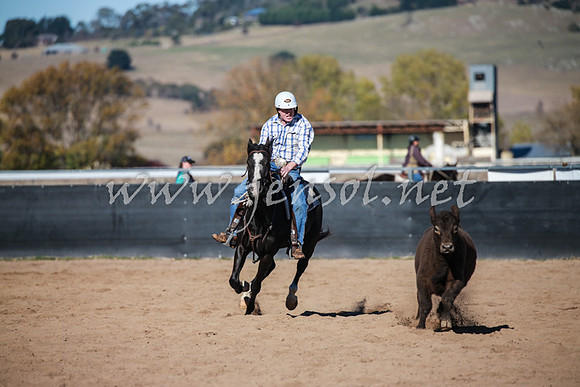BungendoreCampdraft2016_0548