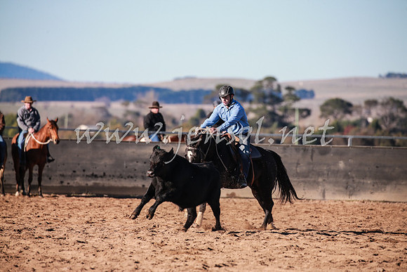 BungendoreCampdraft2016_0156