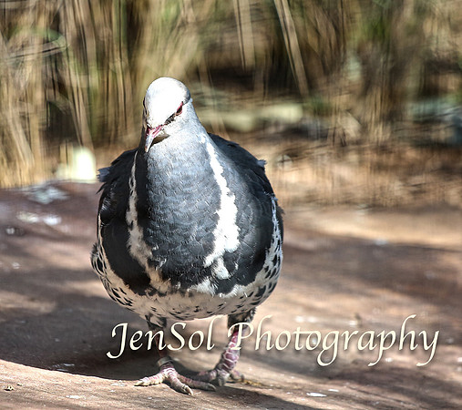 FeatherdaleZooAug17-0009