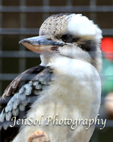 FeatherdaleZooAug17-0011