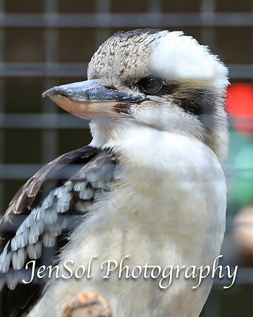 FeatherdaleZooAug17-0011
