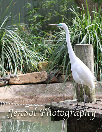 FeatherdaleZooAug17-0032