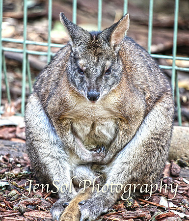 FeatherdaleZooAug17-0022