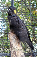 FeatherdaleZooAug17-0019