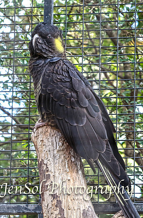 FeatherdaleZooAug17-0019