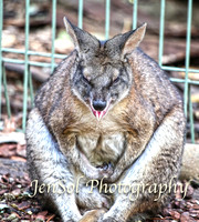FeatherdaleZooAug17-0021