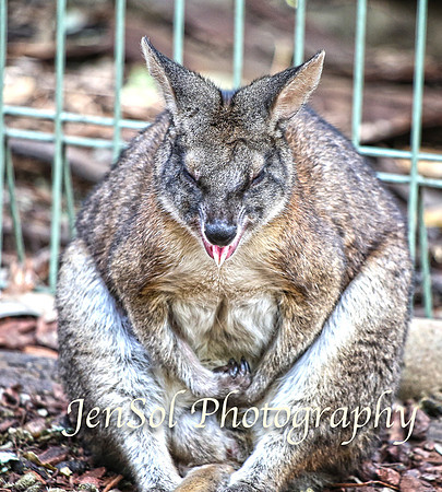 FeatherdaleZooAug17-0021