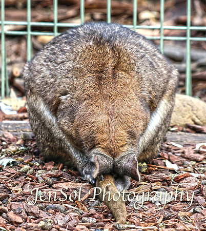 FeatherdaleZooAug17-0020