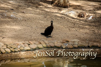 FeatherdaleZooAug17-0034