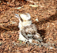 FeatherdaleZooAug17-0042