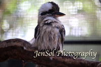 FeatherdaleZooAug17-0006