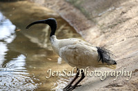FeatherdaleZooAug17-0035