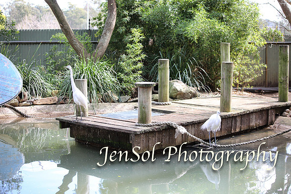 FeatherdaleZooAug17-0033