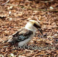 FeatherdaleZooAug17-0044