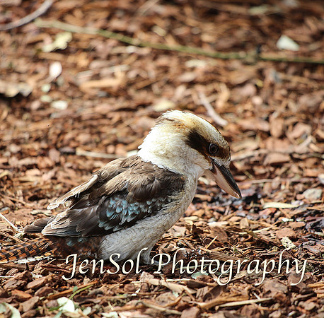 FeatherdaleZooAug17-0044