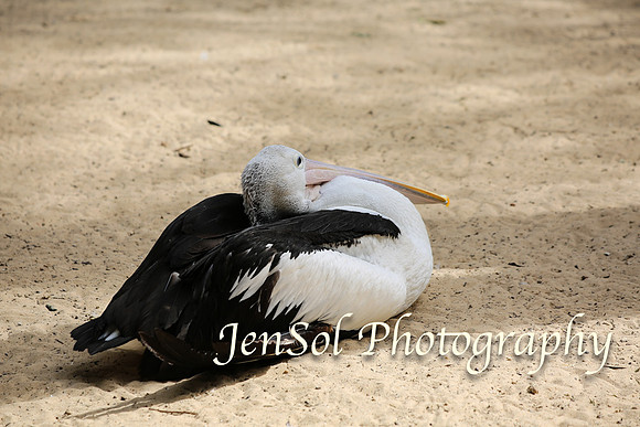 FeatherdaleZooAug17-0030