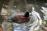 FeatherdaleZooAug17-0008