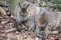 FeatherdaleZooAug17-0023