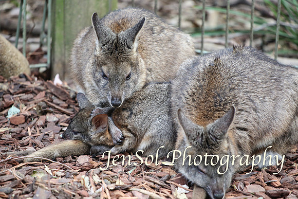 FeatherdaleZooAug17-0023
