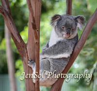 FeatherdaleZooAug17-0043