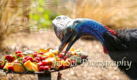 FeatherdaleZooAug17-0026