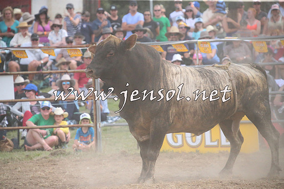 JindabyneRodeo2014_2425