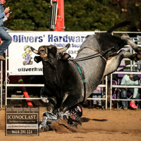 Novice Bulls