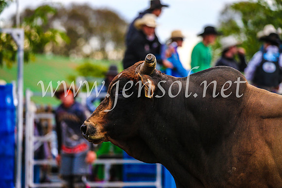 BraidwoodRodeo2017_2839