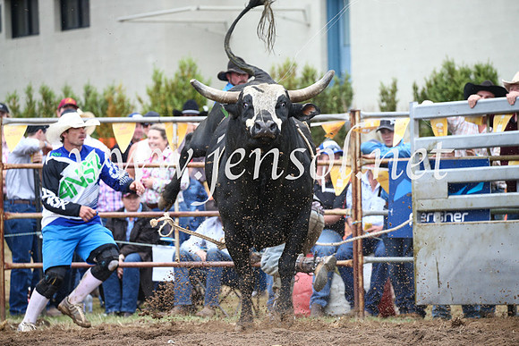 JindabyneRodeo2016-2095
