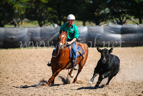 GoulburnCampdraft2017_6132