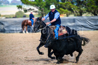 GoulburnCampdraft2017_6053