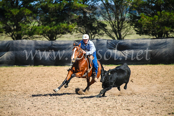GoulburnCampdraft2017_6090