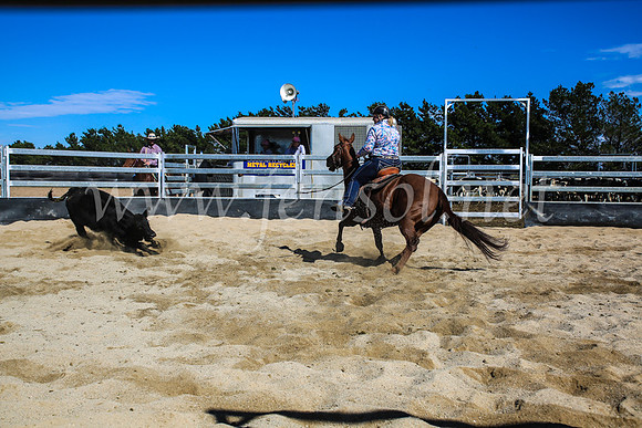 GoulburnCampdraft2017_7455