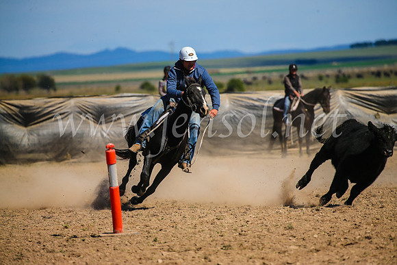 GoulburnCampdraft2017_6410
