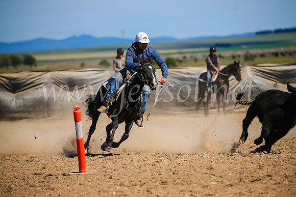 GoulburnCampdraft2017_6411