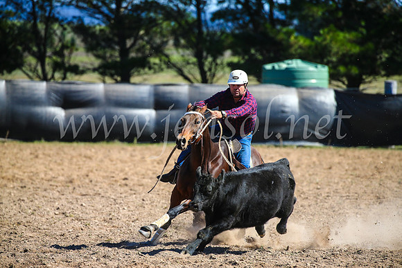 GoulburnCampdraft2017_6325