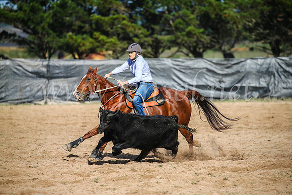 GoulburnCampdraft2017_6003