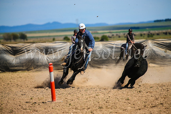 GoulburnCampdraft2017_6403