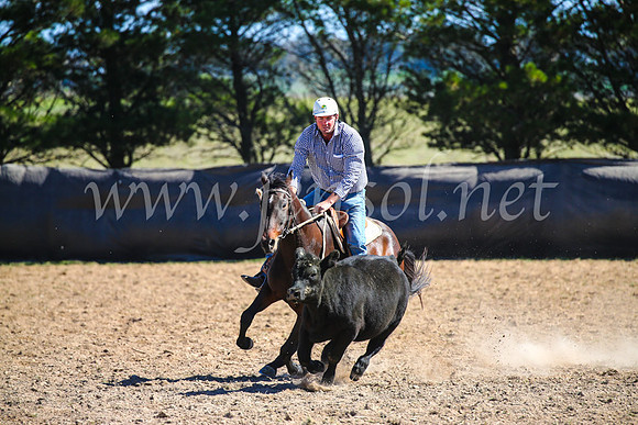 GoulburnCampdraft2017_6260