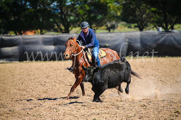 GoulburnCampdraft2017_6443