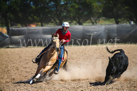 GoulburnCampdraft2017_6291