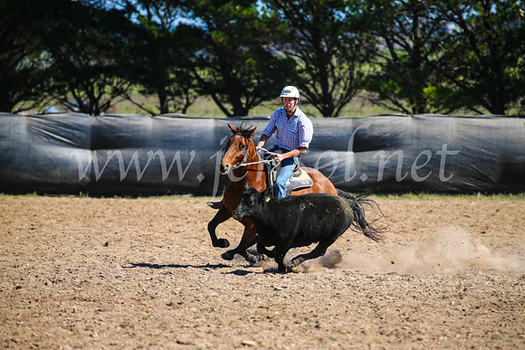 GoulburnCampdraft2017_6306