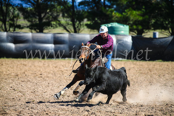 GoulburnCampdraft2017_6316