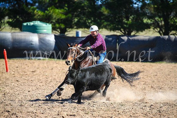 GoulburnCampdraft2017_6320