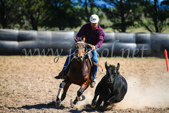 GoulburnCampdraft2017_6335