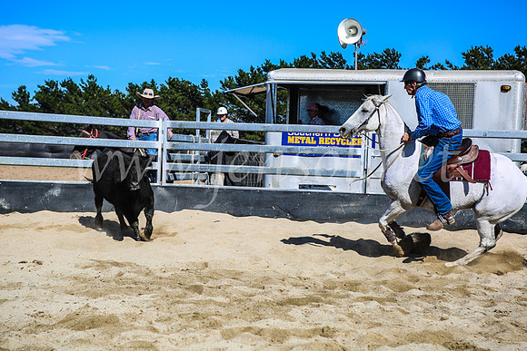 GoulburnCampdraft2017_7430
