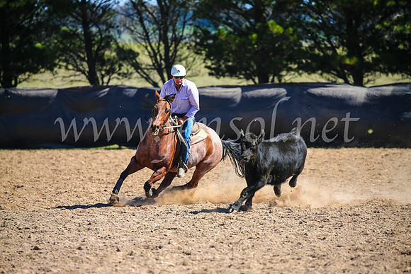 GoulburnCampdraft2017_6172