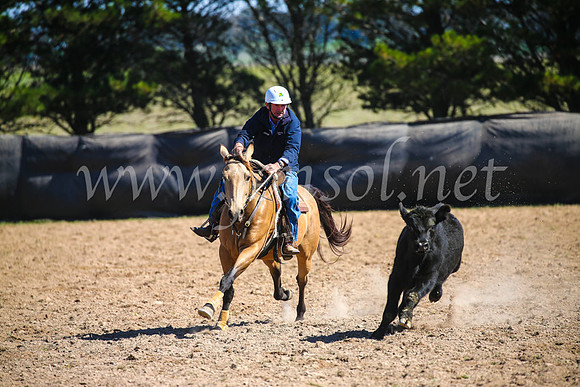 GoulburnCampdraft2017_6123