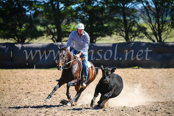 GoulburnCampdraft2017_6255