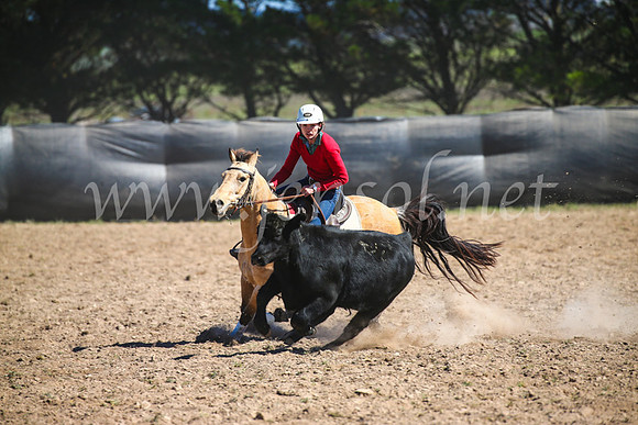 GoulburnCampdraft2017_6287